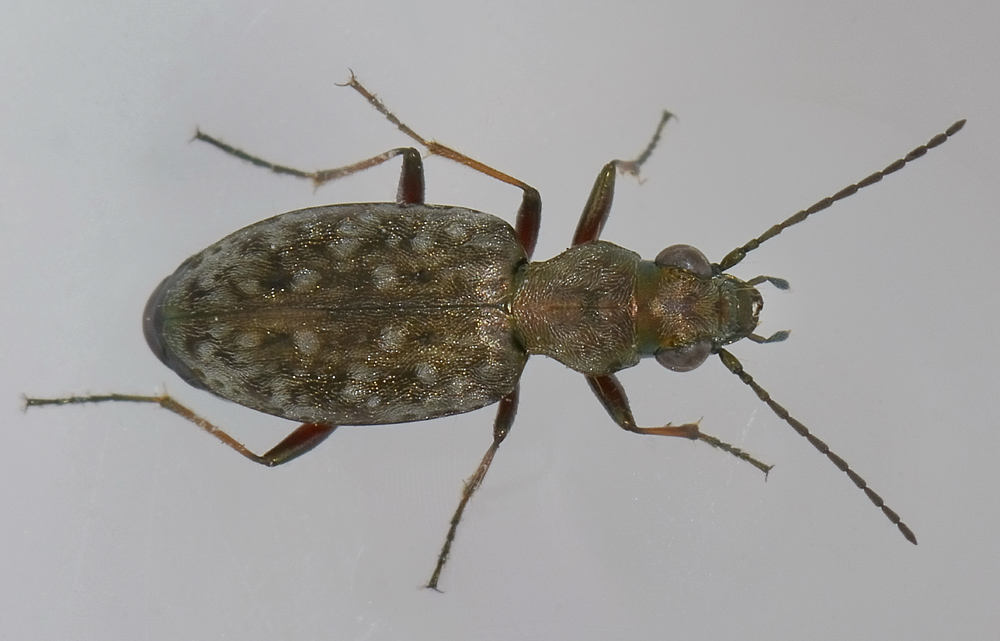 Asaphidion caraboides